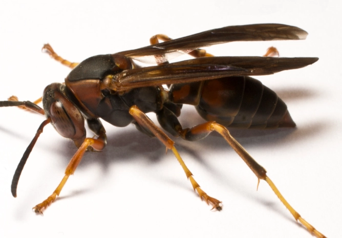 how to get rid of wasps