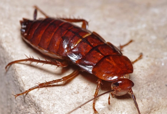 oriental roaches