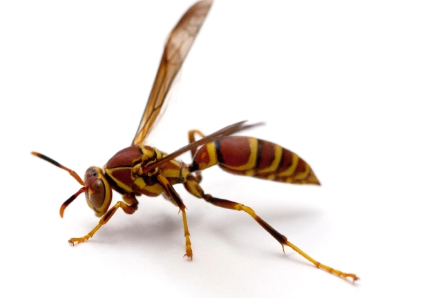 how to get rid of wasps