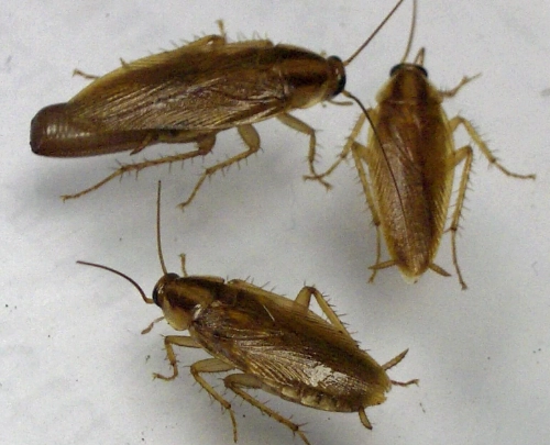 german cockroach bait