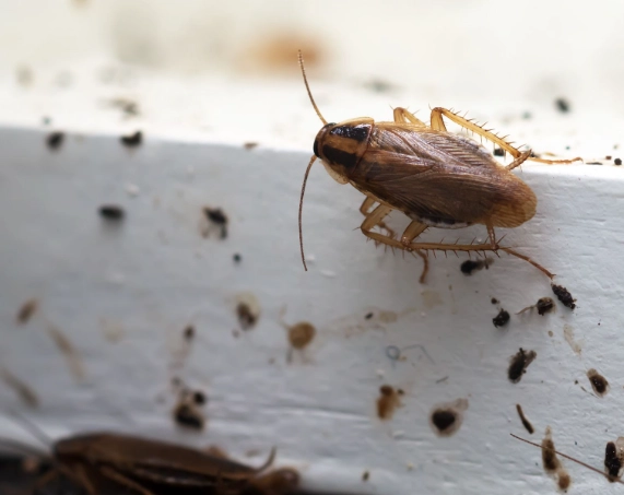 german roach infestation