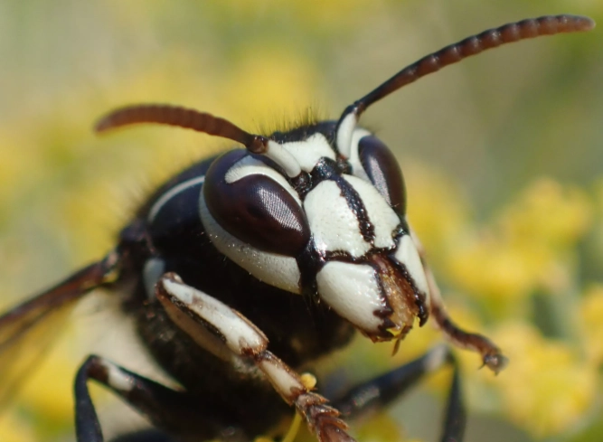 how to get rid of white faced hornets