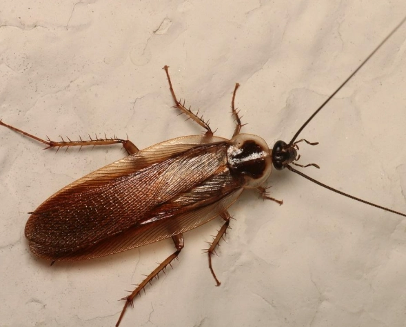 oriental roach infestation
