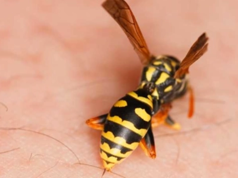 how to identify a wasp sting