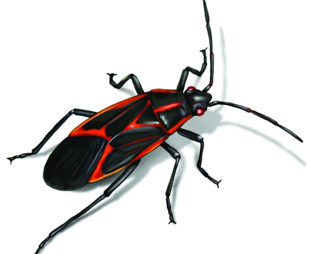 how to get rid of boxelder bugs