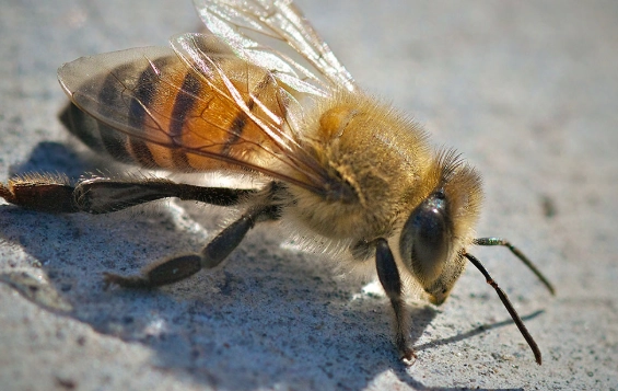 Killer bee dangers
