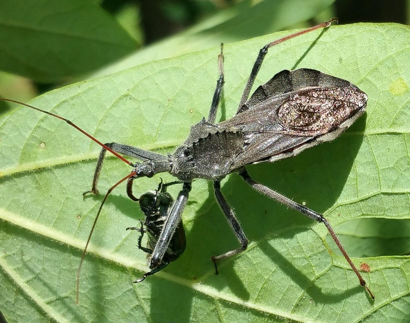 The Assassin Bug: Nature's Stealthy Ambush Predator Explained