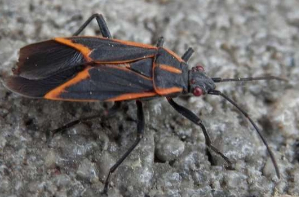 are red and black bugs poisonous