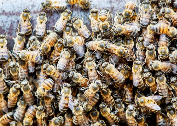 Africanized honey bee safety