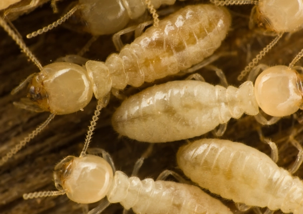 drywood termites