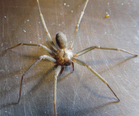 brown recluse spider range