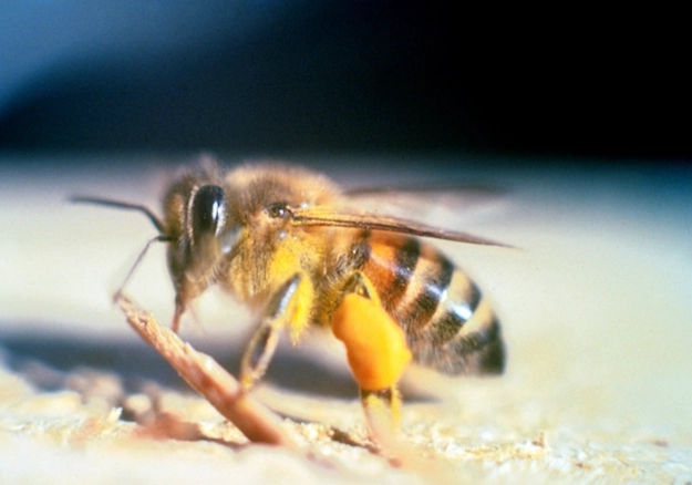 Africanized Killer Bees: Identification, Risks & Safety Guide