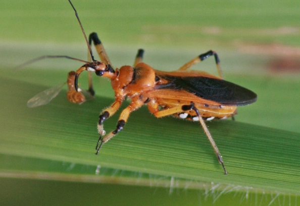 ambush predator insect