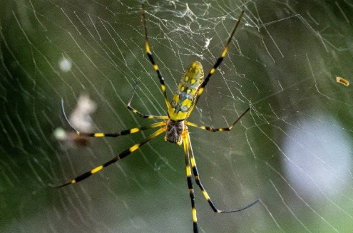 Joro Spider: What You Need to Know About This Invasive Species