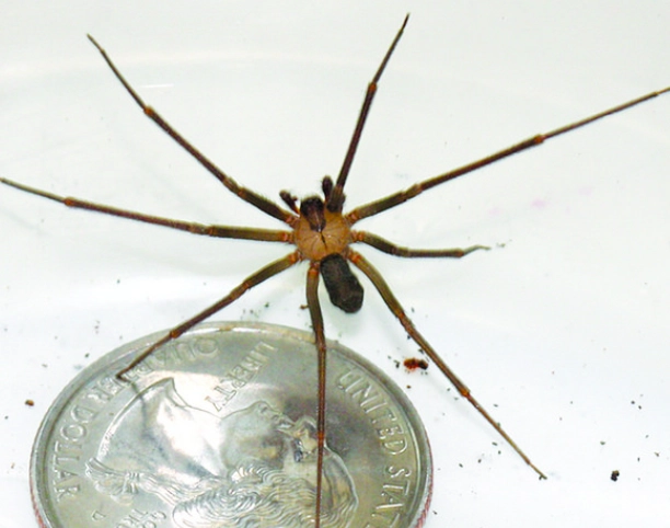where are brown recluse spiders found