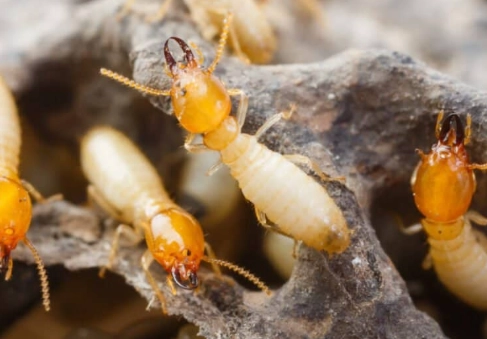 types of termites