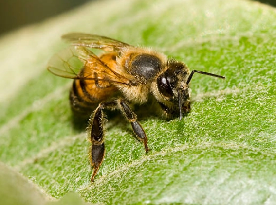 Africanized bee identification