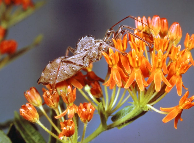 ambush predator insect
