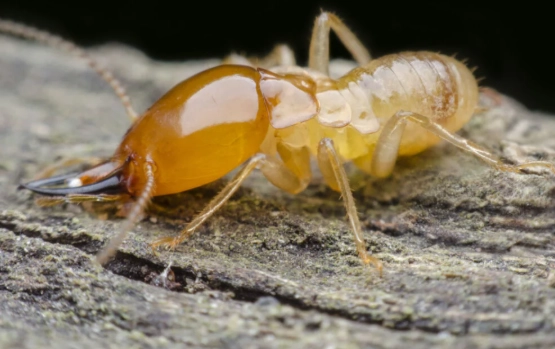 subterranean termites