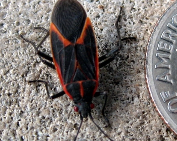 how to get rid of boxelder bugs