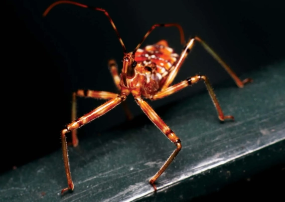 ambush predator insect