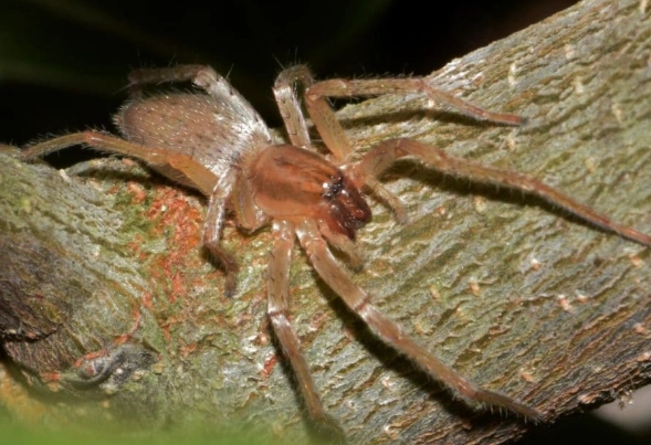 Where Do Brown Recluse Spiders Live? Habitat & Range Explained