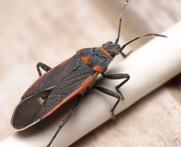Red and Black Bug Guide: Identification, Risks, and Safe Removal