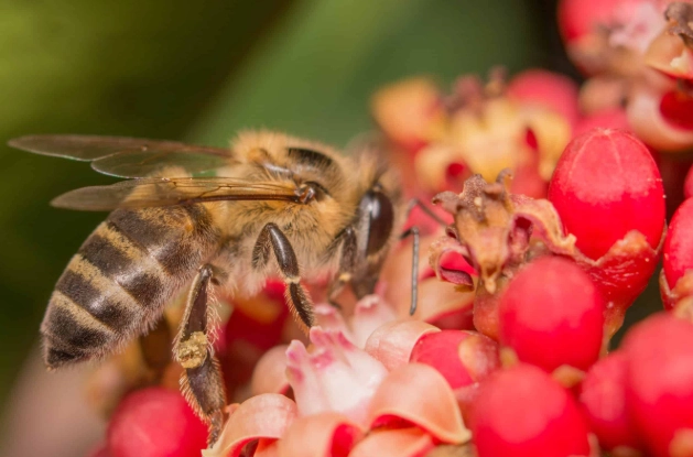 Africanized honey bee safety