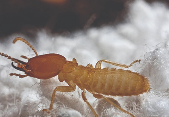 subterranean termites