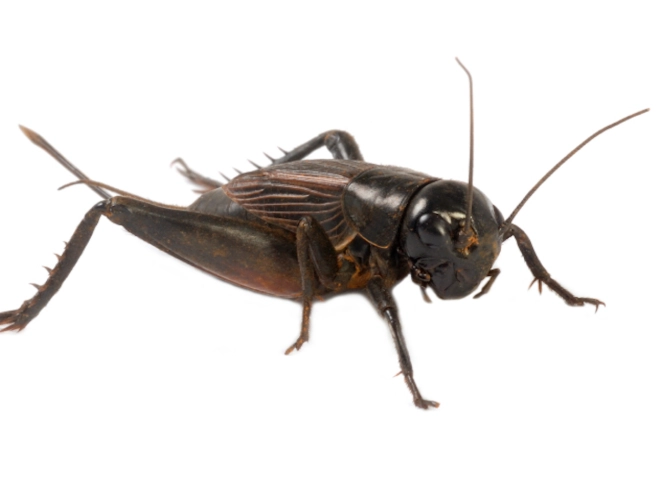 cricket infestation