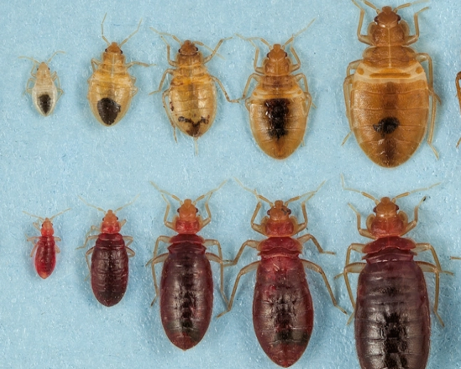 bedbug heat treatment