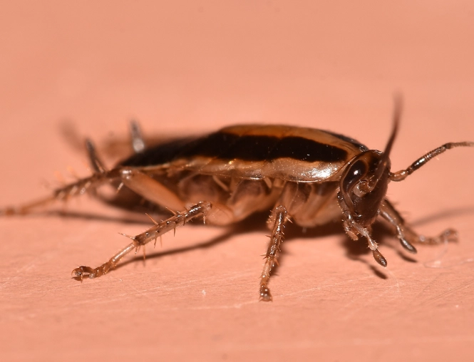 german roach control