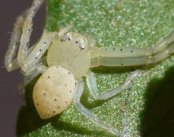 crab spider identification
