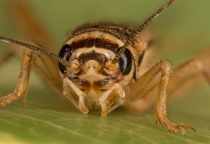 how to get rid of crickets