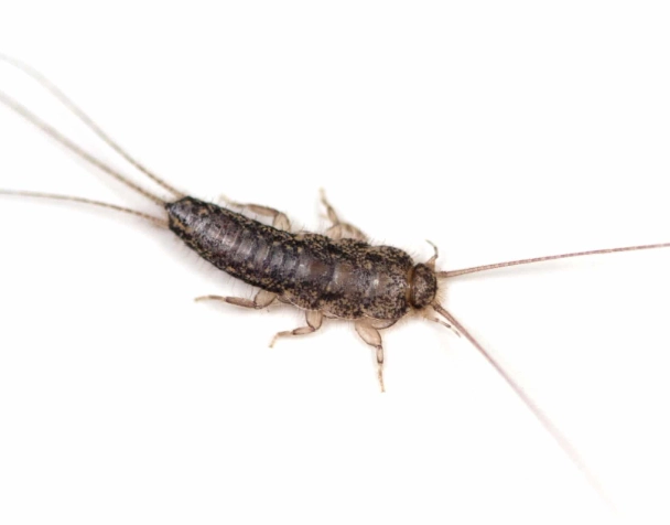 how to get rid of silverfish