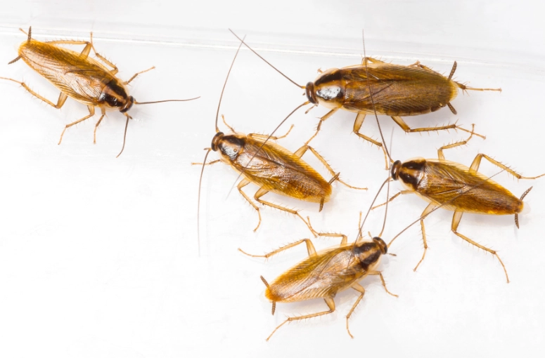 how to get rid of german roaches