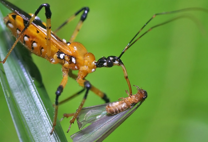 assassin bug identification
