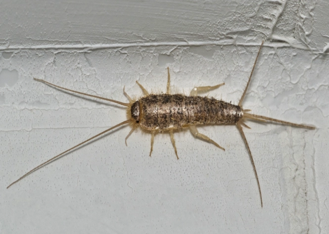 Silverfish Bugs: Identification, Prevention, and Elimination Guide