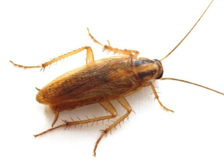 how to get rid of german roaches