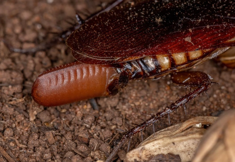 The Lifespan of Cockroaches: From Egg to Adult and Beyond