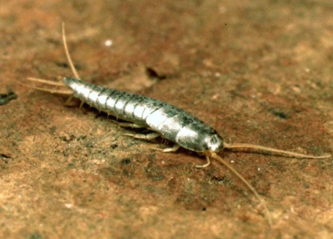 silverfish damage