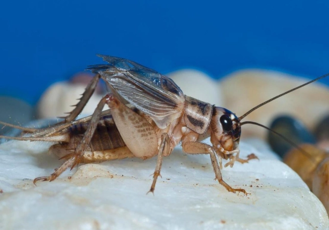 how to get rid of crickets