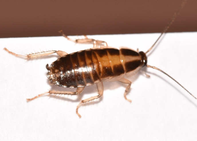 german roach control