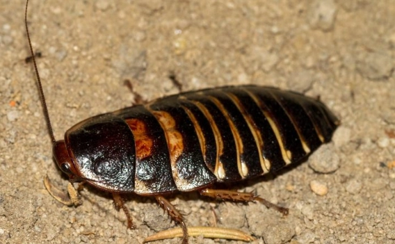 cockroach life cycle