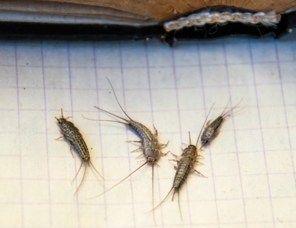 silverfish damage