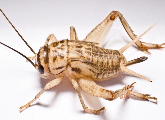 House Cricket Guide: Identification, Prevention, and Control
