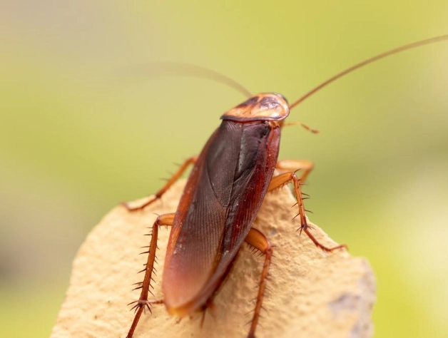 how to get rid of cockroaches