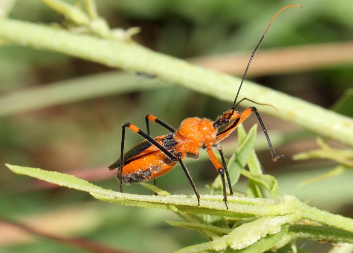 assassin bug identification