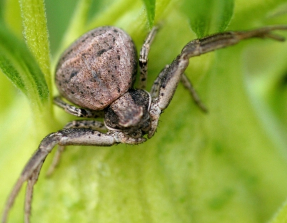 crab spider habitat