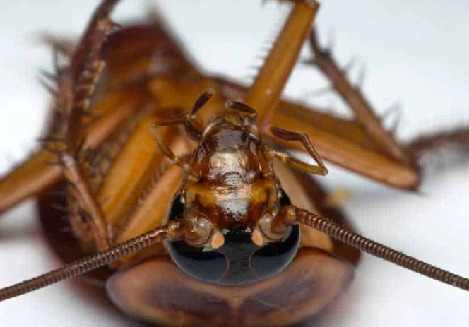 cockroach life cycle